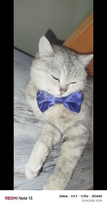 Pisik şinsila dişi 10 ayliq — 4