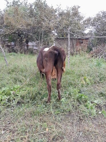 inək satılır: Bu ineyin satilma məqsədi isimle baglidi. Ineyin balaya durmasi — 4