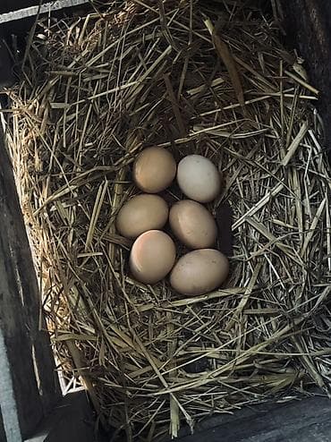 heyratı xoruzu: Təmiz qan heyvanların mayalı yumurtaları satılır. Xoruz təmiz qan — 4