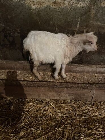 heleb kecisi: 1 erkey 1 dişi . Qiymet 1 denesine aiddi real aliciya cuzi endirim — 5