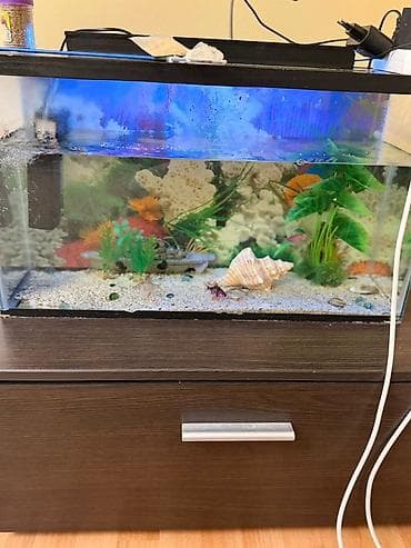 serebrist cuce satisi: Dördbucaq akvarium, Balıqlarla birlikdə, 42 l, Ünvandan götürmə — 3