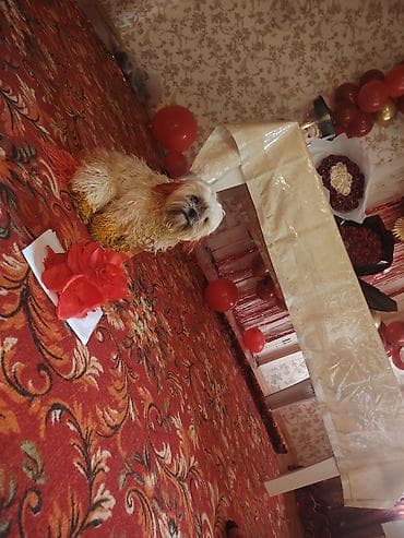 dekorativ daş: Şirin, kiçik ölçülü, uzun tüklü it - Cins: kiçik dekorativ tip — 6