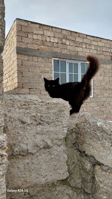 ev pişiyləri: Yaxşı əllərə — 1