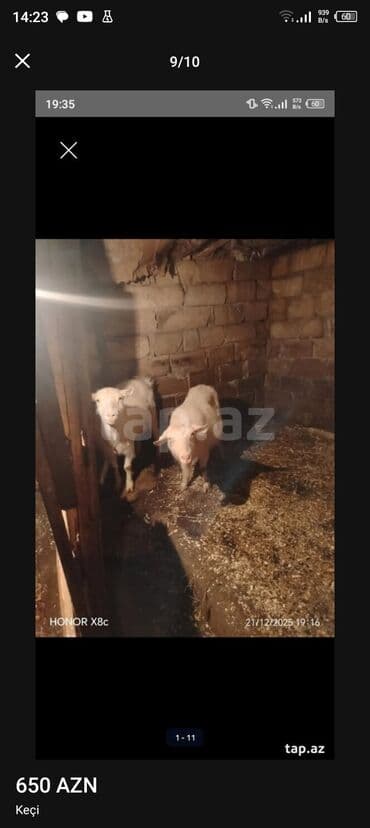 ZİL: Cütü 630 manata keçiler satılır istəyən olsa yazsın video sun atım — 2