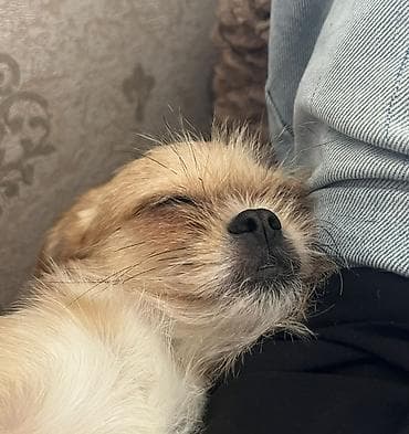 ev heyvan: 3 il, Dişi, Peyvəndli, Ünvandan götürmə — 3