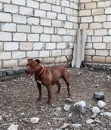 pitbul balasi: Pitbul, 2 ay, Erkek, Peyvəndli, Ünvandan götürmə — 3