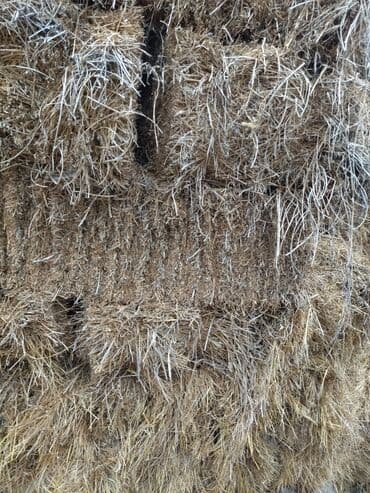 hinduska yumurtasi nece gune cixir: Məhsul: preslənmiş saman balyaları yonca presi 500 eded 2ci3cu çalım — 4