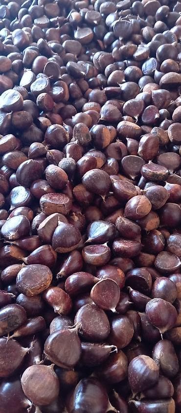 Şirniyyat məhsulları: Şabalıt. Öz həyətimindi. çox deyil. Qəbələ rayonundadı. gəl al. bakıya — 2