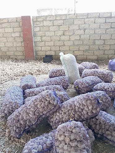 sarimsaq buketi: Məhsul: Sarımsaq (toxumluq) Təsvir: - Yerli təsərrüfatda yığılmış — 3