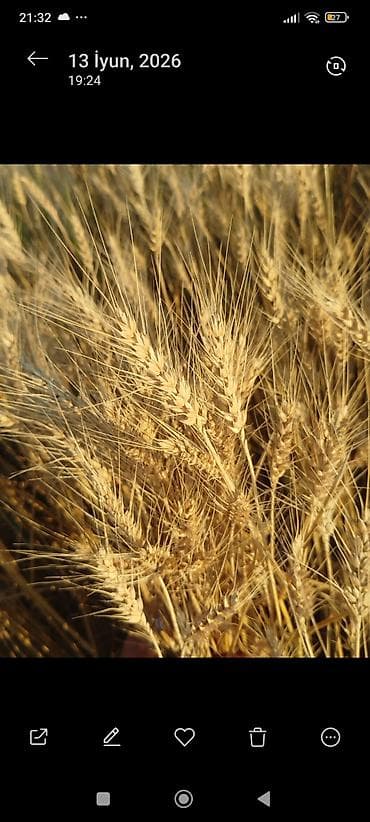 Продукты питания: Məhsul: Buğda (tarladan yeni biçim mövsümü) Təsvir: - Fotoşəkillərdə — 2