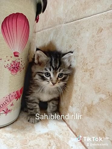 sahiblənmə: Yaxşı əllərə — 1