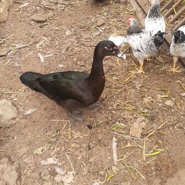 kayuqa ordək: Lal ördəklər macar sortu zümrüdü mirvari göy rəng balalarda satılır — 13