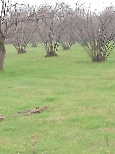 2000 sot, Biznes üçün, Barter mümkündür, Kupça (Çıxarış), Bələdiyyə, Texniki pasport