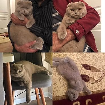 ucuz pisik satisi: Şotland yastı qulaq, Erkək, Yaxşı əllərə — 1