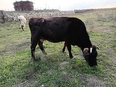 inek fermasi: Südlük və ətlik iri buynuzlu heyvanlar - Şəkillərdə müxtəlif rəngli — 2