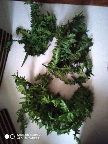 ev gülleri ve adları: Paporotnik — 2