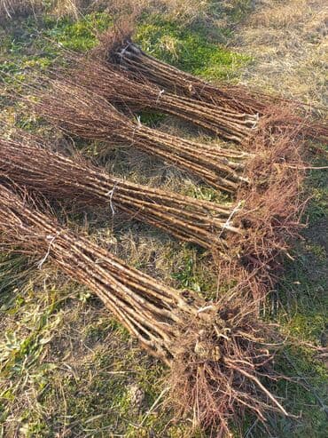 green pharma baku: Məhsul: Şəxsi tingçilik təsərrüfatında yetişdirilən meyvə tingləri — 8