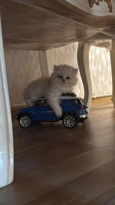 şotlan pişik: Şotland yastı qulaq, Erkək, Dişi, Yaxşı əllərə, Ünvandan götürmə, Pulsuz çatdırılma, Ödənişli çatdırılma — 229