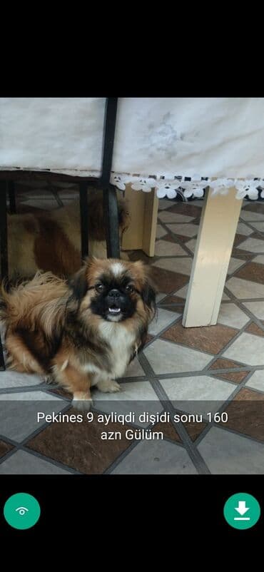samoyed qiyməti: 3 ay, Dişi, Peyvəndli — 11