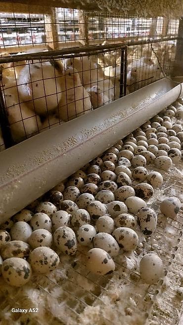 Məhsul: Bildircin yumurtası Təsvir: - Ferma şəraitində yetişdirilən