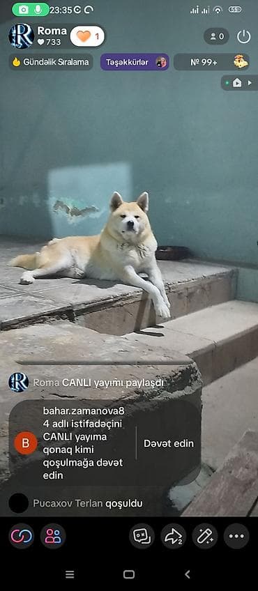 it coban: Akita-inu, 7 ay, Dişi, Peyvəndli, Ünvandan götürmə — 2