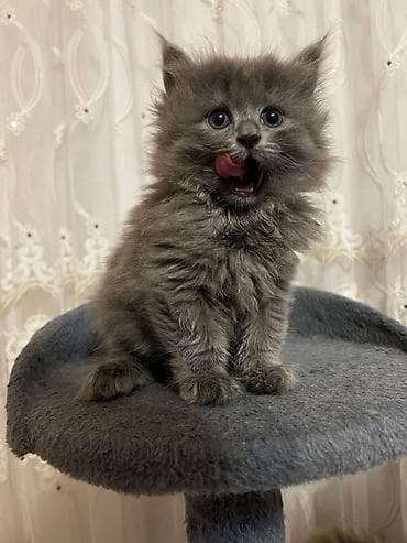 ucuz it yemleri: Erkək, Dişi, Yaxşı əllərə, Ünvandan götürmə — 1