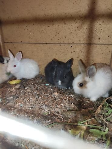 it balalari satilir: Karlik katolik qalmadı Dovşanlar satılır artirmağa əla fürsətdi — 10