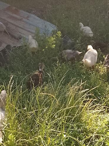 Macar ördeyi lal 5 manatdan 10 manata qədər qiymetlerle — 4