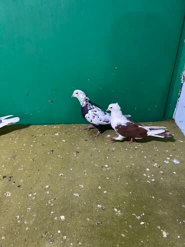 arpa bugda: Ev göyərçinləri – 4 ədəd - Rənglər: ağ-qaralı (2 ədəd müxtəlif — 2