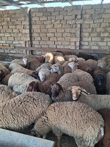 əmlik quzu: Quzu.Super kök erkək quzular.200 baş.Öz həyətimin — 4