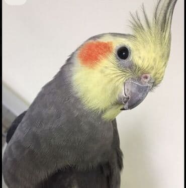 buğda toxumu satışı: 🦜 Salam! Hazır əl quşlarımız mövcuddur 🗣️ Danışan Sultan quşları 🐣 — 3