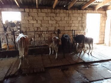 cins ineklerin satisi 2018: 3 dene disi dana 2 si her biri 900 den 1 i 1100 den simental . qara — 4