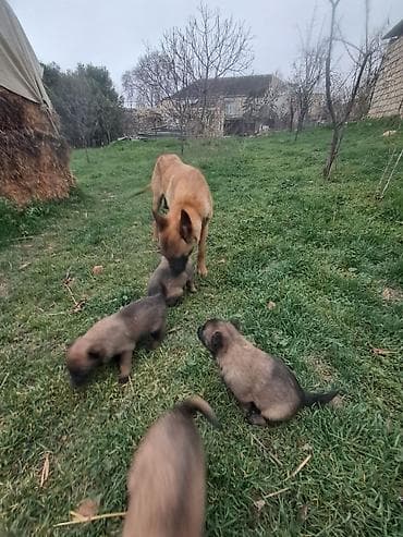 itler kangal: Belçika çoban iti, 1 ay, Dişi, Peyvəndli, Ünvandan götürmə, Pulsuz çatdırılma — 7