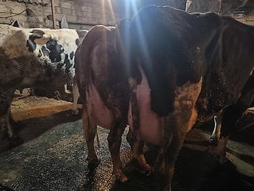 yumurta qoyan heyvanlar: Süd istiqamətli inək sürüsü - Şəkillərdə iri sağmal inəklər görünür; — 6