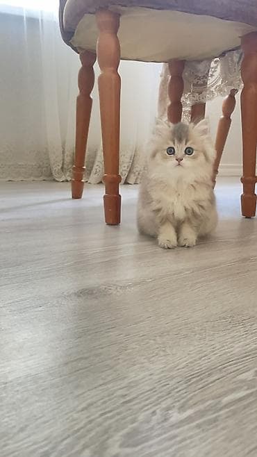 Şinşilla, Dişi, Yaxşı əllərə