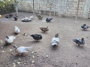 qurbanliq qoyun qiymetleri: Alman cinsi lal ördəklər ağır çəki verən cinsdir. Krasnadar lavanda — 3