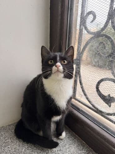 вольер для кота: Самка, В добрые руки — 1