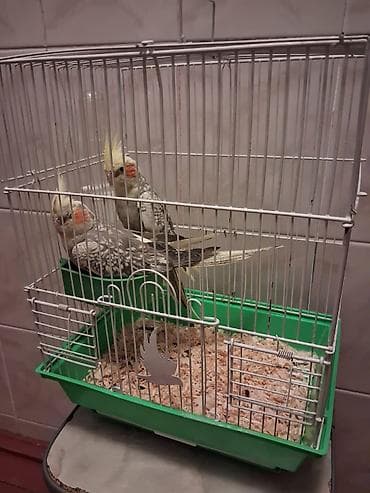 Nimfa (cockatiel) cütlüyü və qəfəs dəsti - Növ: Nimfa tutuquşusu