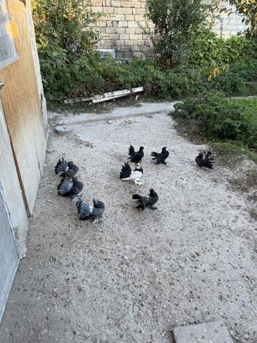 мейн кун купить в баку: Salam herkese Dekorativ goyercinler satilir 0504240736 Unvan seki — 5