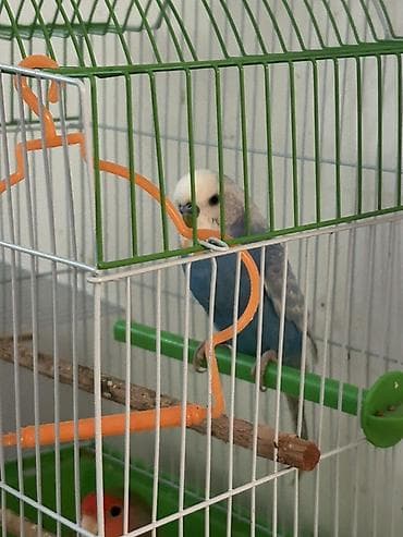 inkubator satisi: Salam Korila cinsli quş satılır real alıcılar əlaqə saxlasın ( 070 288 — 2