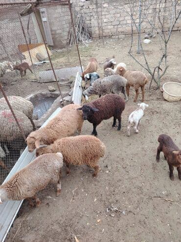 Digər kənd təsərrüfatı heyvanları: Məhsul: Qoyun və quzular Qoyun balası ilə satılır cəm 13 qoyun 13 — 3