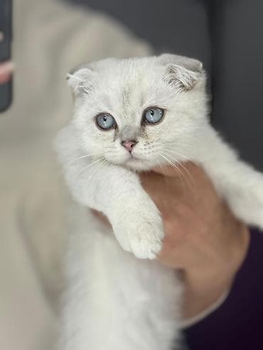 xaski it adlari: Şotland yastı qulaq, Erkək, Dişi, Yaxşı əllərə, Ünvandan götürmə, Pulsuz çatdırılma, Ödənişli çatdırılma — 4