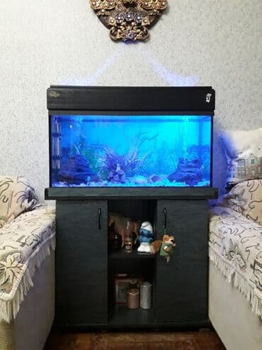 betta balıq: Akvaryum komplekti – dekorativ şkaflı - Şüşə akvaryum, düzbucaqlı — 4