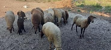 edilbay qoyunu: Dişi, il: 2, 50 kq, Ətlik, Ünvandan götürmə — 2