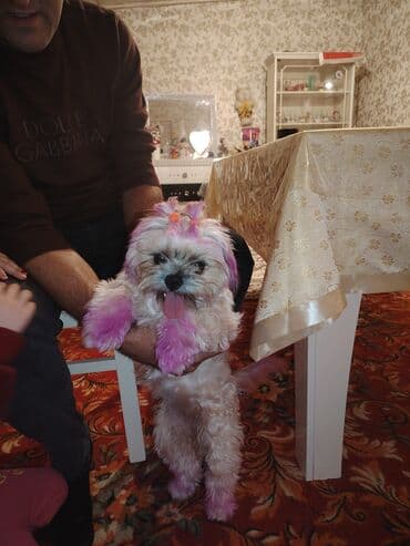 Heyvanlar üçün dərmanlar: Məhsul: Kiçik ölçülü dekorativ it sitsu Təsvir: 10aylıq qiz — 5