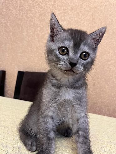 labrador iti satilir: Yaxşı əllərə — 5