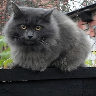 pişikləri: **Uzun tüklü boz pişik** Tünd boz rəngdə, uzun, sıx və yumşaq tüklərə — 3