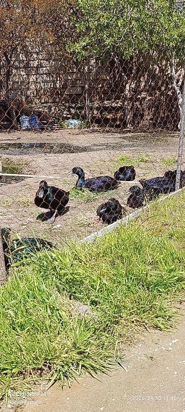 ördək balası haqqında məlumat: Qara ördəklər – həyət təsərrüfatı üçün arginal kayuqa ördekleri — 1