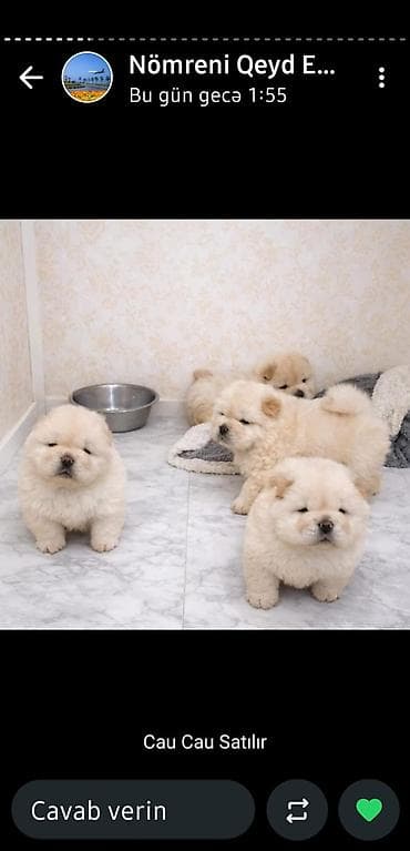 Çau-Çau lalafo.az -da Çau-Çau