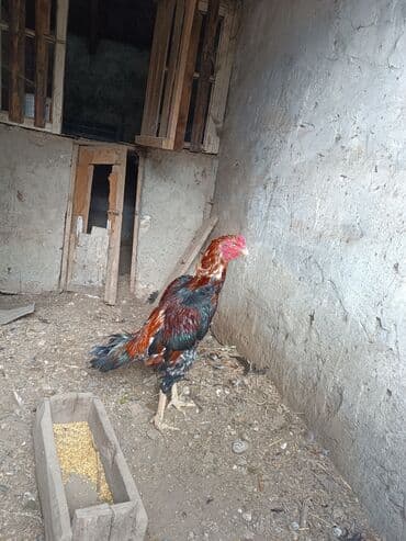 cins ineklerin qiymeti: Heyratilar satilir tergidirem deye ne heyvanim var hamsini satiram her — 2